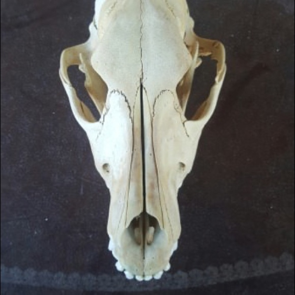 Meet your Posher, Paul